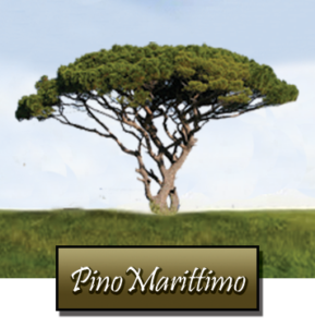 coltivare piante tartufo